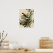 Audubon Zedrachswachsflügel-Vogel Poster (Küche)