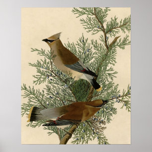 Audubon Zedrachswachsflügel-Vogel Poster