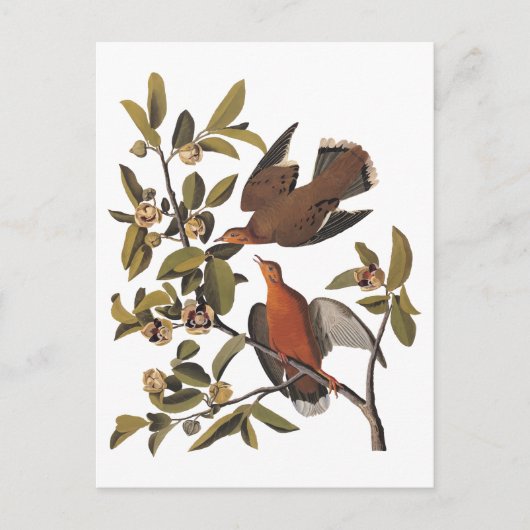 Audubon Zenaida Dove mit Blume Postkarte (Vorderseite)