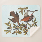 Audubon Zenaida Dove mit Blume Sherpadecke (Vorderseite (Horizontal))
