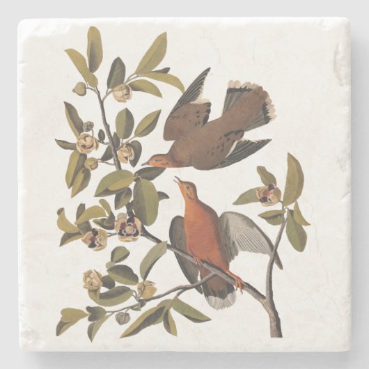 Audubon Zenaida Dove mit Blume Steinuntersetzer (Vorderseite)