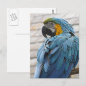 Audubon Zoo Postkarte (Vorne/Hinten)