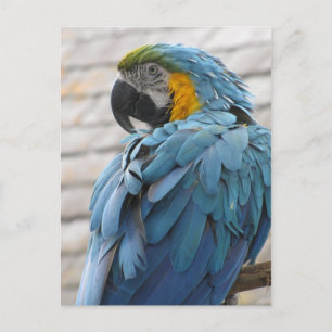 Audubon Zoo Postkarte