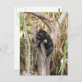 Audubon Zoo Postkarte (Vorne/Hinten)