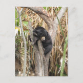 Audubon Zoo Postkarte (Vorderseite)