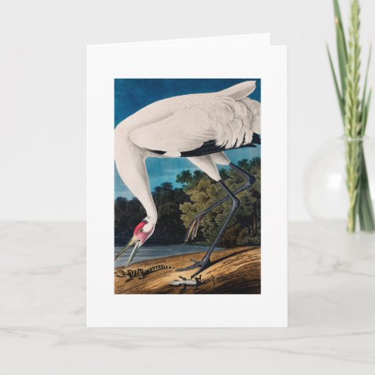 Audubons Amerikaner Hooping Kran Karte (Vorderseite)