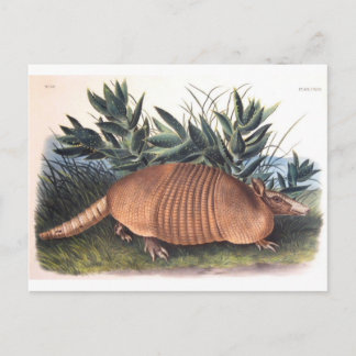 Audubons Armadillo Postkarte