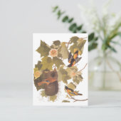 Audubons Baltimore Oriole-Vögel im Pappel-Baum Postkarte (Stehend Vorderseite)