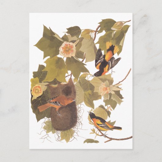 Audubons Baltimore Oriole-Vögel im Pappel-Baum Postkarte (Vorderseite)
