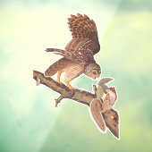 Audubon's Barred Owl and Eichhörnchen Odd Friends Fensteraufkleber (Blatt 3)