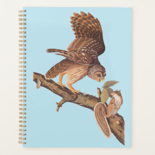 Audubon's Barred Owl and Eichhörnchen Odd Friends Planer