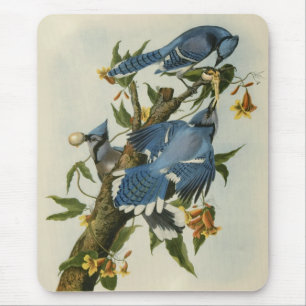 Audubons blaue Jay Mousepad