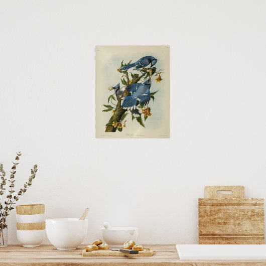 Audubons blaue Jay Poster (Küche)