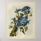 Audubons blaue Jay Poster (Vorne)