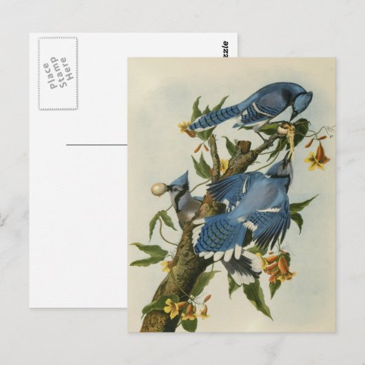 Audubons blaue Jay Postkarte (Vorne/Hinten)
