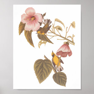 Audubons Blauflügelige Gelbe Warbler Song Birds Poster