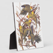 Audubons Carolina Parakeet Fotoplatte (Seite)