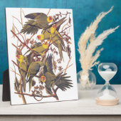 Audubons Carolina Parakeet Fotoplatte (Seite)