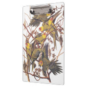 Audubons Carolina Parakeet Klemmbrett (Links)