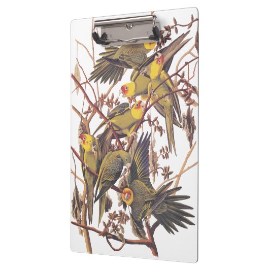 Audubons Carolina Parakeet Klemmbrett (Links)