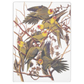 Audubons Carolina Parakeet Klemmbrett (Rückseite)