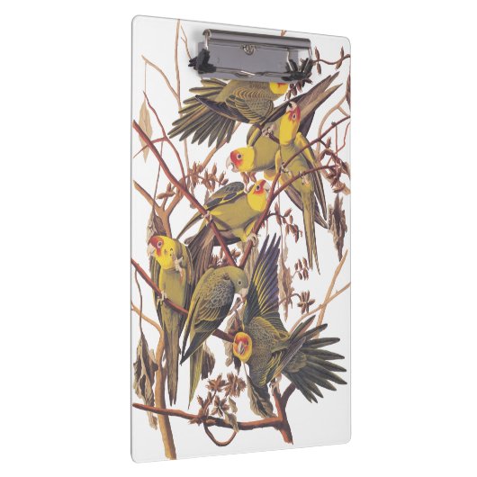 Audubons Carolina Parakeet Klemmbrett (Rechts)