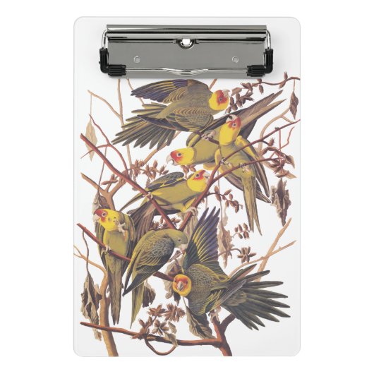 Audubons Carolina Parakeet Mini Klemmbrett (Vorderseite)