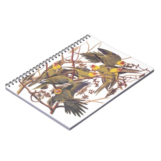 Audubons Carolina Parakeet Notizblock (Linke Seite)