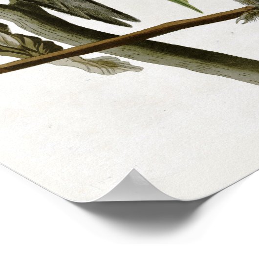 Audubons Carolina Parakeet Poster (Ecke)