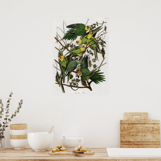 Audubons Carolina Parakeet Poster (Küche)