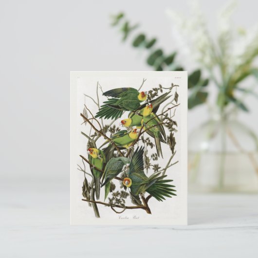 Audubons Carolina Parakeet Postkarte (Stehend Vorderseite)