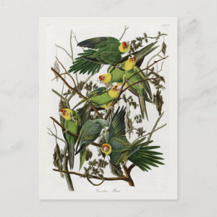 Audubons Carolina Parakeet Postkarte