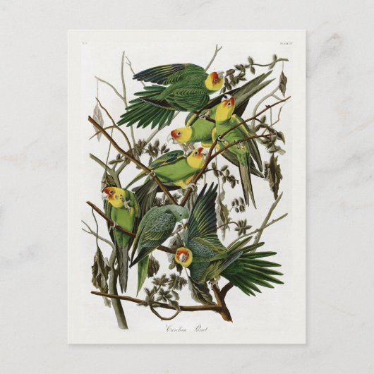 Audubons Carolina Parakeet Postkarte (Vorderseite)