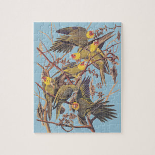 Audubons Carolina Parakeet Puzzle