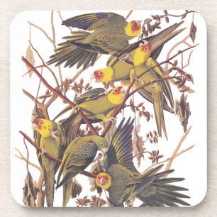 Audubons Carolina Parakeet Untersetzer