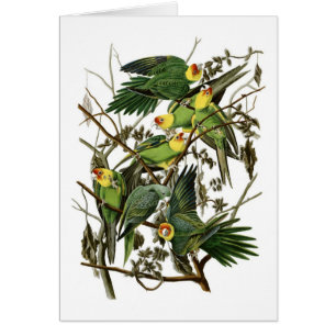 Audubons Carolina Parakeets