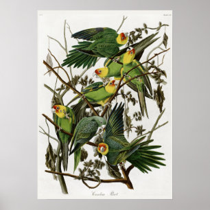 Audubons Carolina-Sittich Poster