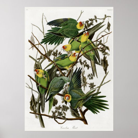 Audubons Carolina-Sittich Poster (Vorne)