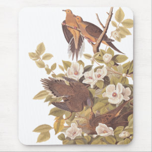 Audubons Carolina Turtle Dove Mousepad