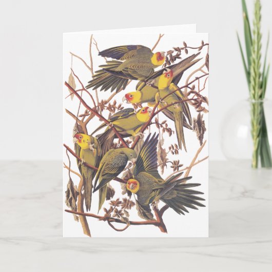 Audubons CarolinaParakeet Karte (Vorderseite)