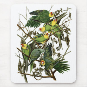 Audubons Carolinasittiche Mousepad