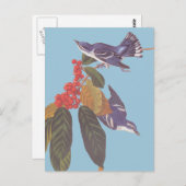 Audubons "Cerulean Warbler Bird Pair" mit Berries Postkarte (Vorne/Hinten)