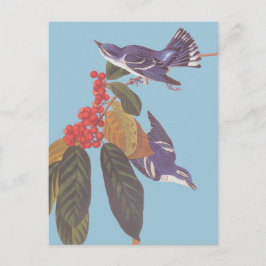 Audubons "Cerulean Warbler Bird Pair" mit Berries Postkarte