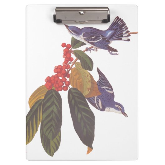 Audubons Cerulean Warbler Birds mit Bärenbeeren Klemmbrett (Vorderseite)