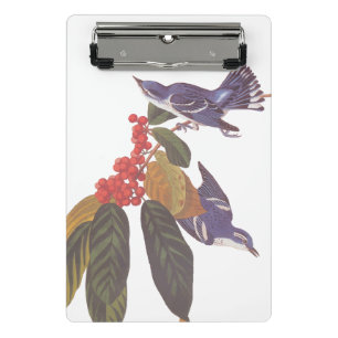 Audubons Cerulean Warbler Birds mit Bärenbeeren Mini Klemmbrett