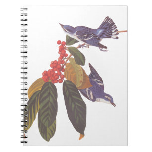 Audubons Cerulean Warbler Birds mit Bärenbeeren Notizblock