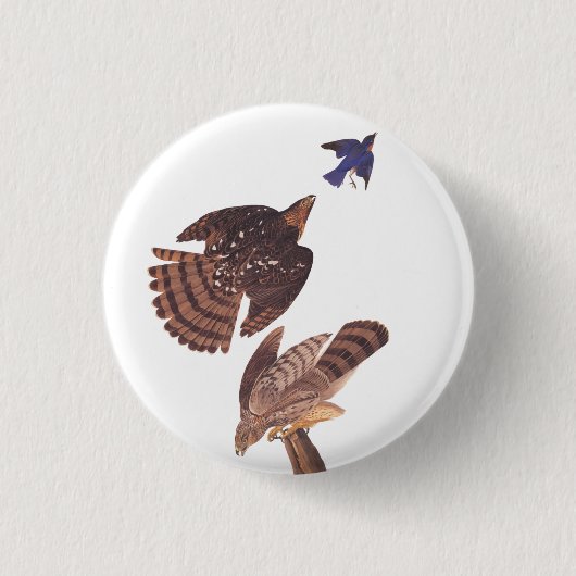 Audubons Coopers Hawk Bird of Prey Button (Vorderseite)