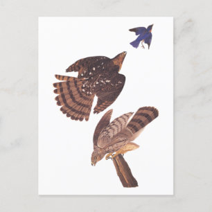 Audubons Coopers Hawk Bird of Prey Postkarte