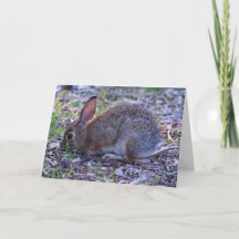 Audubons Cottontail