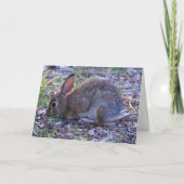 Audubons Cottontail Karte (Vorderseite)